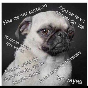 Meet your Posher, Violet